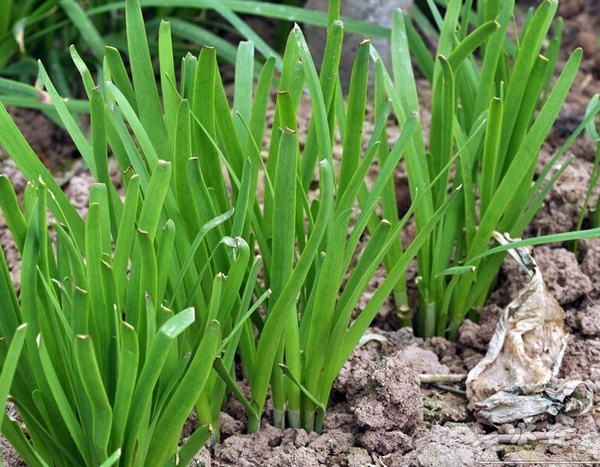 �������׷�ʩ�ô�����Щ�`�^����Ҫע��ʲô��