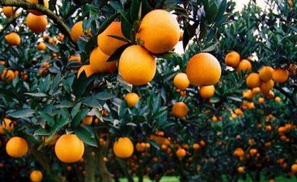 �Nֲ���ّ�ԓ���ʩ�ʣ�����Щ���h��