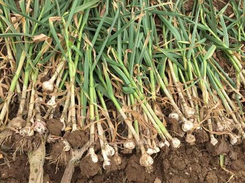 �����ߴ���a(ch��n)��������߮a(ch��n)�Nֲ���g��