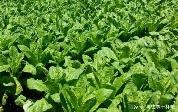 �Nֲ�n�đ�(y��ng)ԓ����ʩ�ʣ���Ҫע��ʲô��