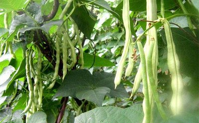 �|���׷ʑ�(y��ng)ԓ��ôʩ����Ҫע��ʲô��