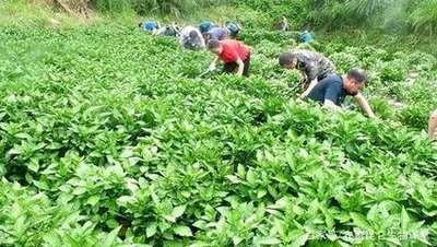 �Nֲ���{����ԓ���ʩ�ʣ���Ҫע��ʲô��