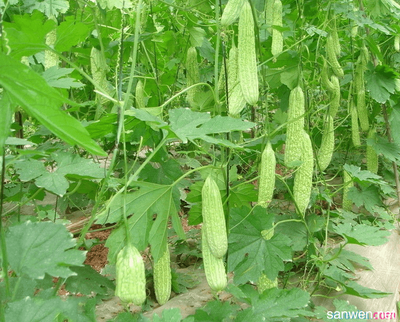 �Nֲ��ϑ�ԓ���ʩ�ʣ���Ҫע��ʲô��