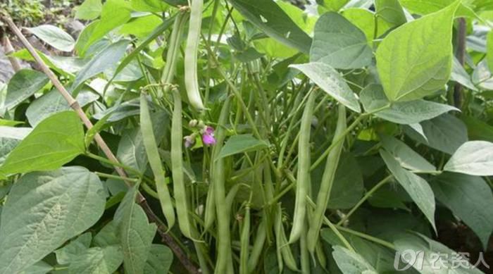 ������Ҫ�߮a��ԓ���ʩ�ʣ������߮aʩ�ʼ��g��