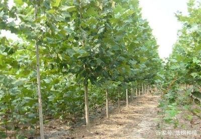 �Nֲ��ͩ��ԓ���ʩ������Ҫע��ʲô��