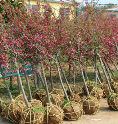 ���Ę��瑪ԓ���ʩ�������Ę���ʩ�ʼ��g��