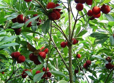 ��÷�䑪(y��ng)ԓ��ʲô�r��ʩ������(y��ng)ԓ���ʩ����