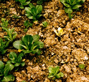 �Ͳ˷ʺ��Ĳ�����ʲô����ԓ��η��Σ�