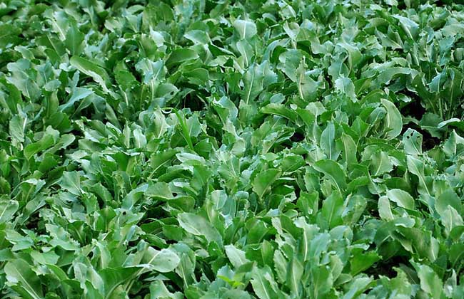 ��������������ʑ�ԓ����ʩ����ӛס�@���c��