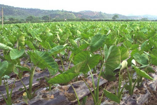 ���ײ�������ࣿ���ײ˸߮a(ch��n)���༼�g(sh��)��