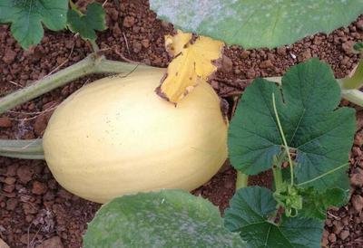 ��z��ԓ��ηNֲ����z�ϷNֲ���g(sh��)��