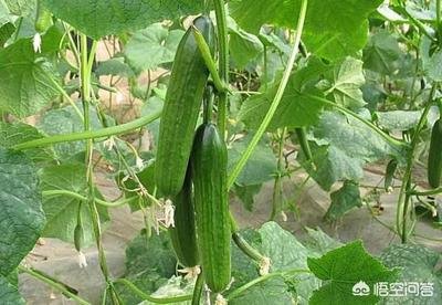 �����S�������߮a(ch��n)�����߮a(ch��n)�S������Щ����������