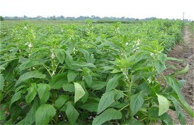 �Nֲ֥�鑪(y��ng)ԓ���ʩ�ʣ���Ҫע��ʲô��