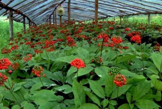 �Nֲ�˅������󅢑�(y��ng)ԓ���ʩ�ʣ���Ҫע��ʲô��