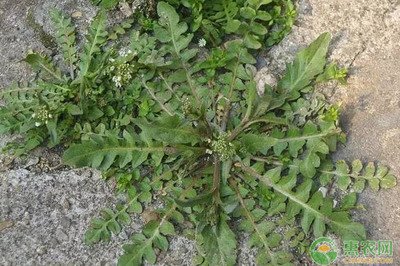 �����j��ԓ��ηNֲ�������j�˷Nֲ���g(sh��)��