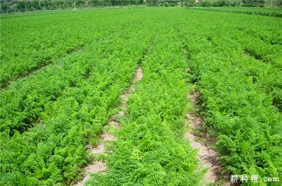 �Nֲ���}����ԓ���ʩ�ʣ���Ҫע��ʲô��