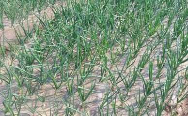 �Nֲ���[��ԓ���ʩ�ʣ���Ҫע��ʲô��