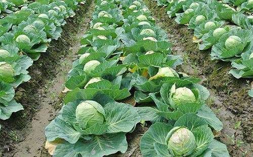 �Nֲ���{��ԓʩʲô�ʣ���ԓ���ʩ�ʣ�