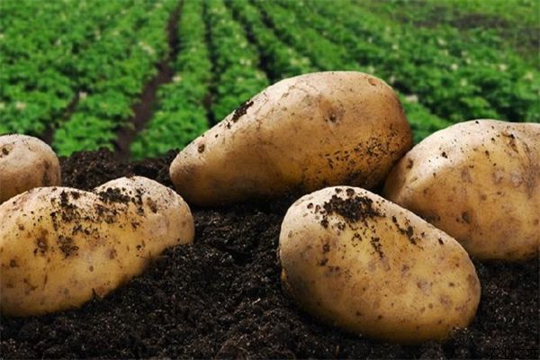 �紺��Ĥ������ηNֲ��