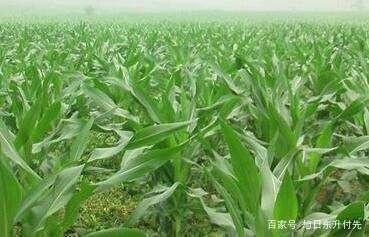 ���ّ�(y��ng)ԓ��ʲô�r(sh��)����ֲ����ˮ��ι�����