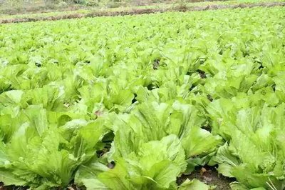 ��ֲ���~���ʲô�r���ñ��^�ã�ӛס�@���c��