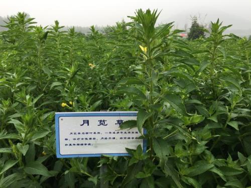 ����B�ù𻨘�������Щ���༼����