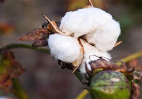 �޻���˥�F����أ�������ɶԭ����ɵģ�