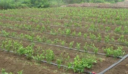 ��ľ�������Щ�v������ľ��ȵĿƌW(xu��)������