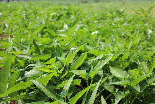 �Nֲ���Ĳˑ�(y��ng)ԓ���ʩ�ʣ����Ĳ˸߮a(ch��n)ʩ�ʼ��g(sh��)��