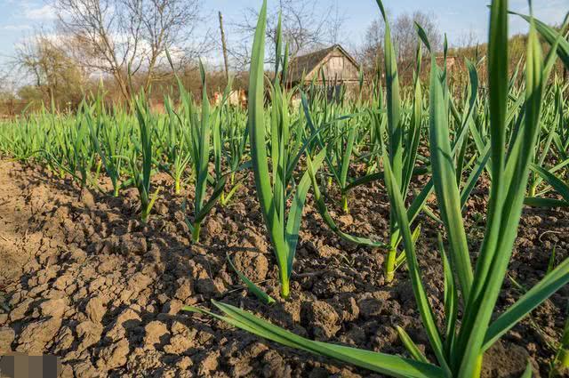 ������Ҫ�L(zh��ng)�úÑ�(y��ng)ԓ���ʩ�ʣ���Ҫע��ʲô��