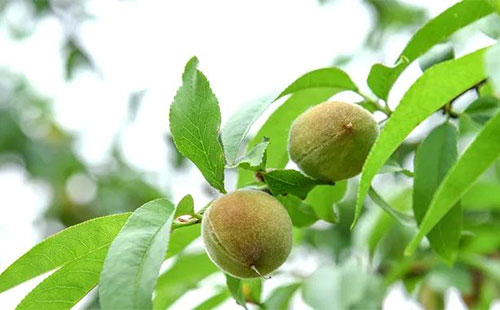 һ��֮Ӌ(j��)���ڴ����Ҙ�(sh��)ʩ�����v����