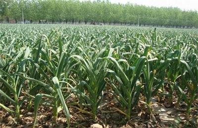 �����ߴ���a(ch��n)�����߮a(ch��n)�������༼�g(sh��)��