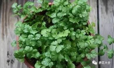 ���ԓ��ηNֲ������Щע����헣�