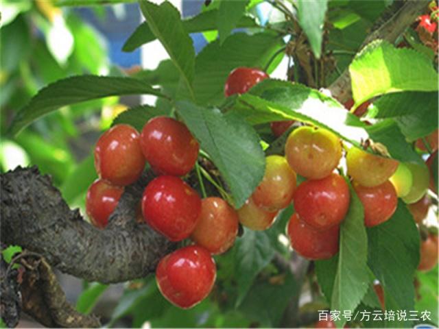 �Nֲ���ґ�(y��ng)ԓ���ʩ�ʣ����ȥ׷�ʣ�