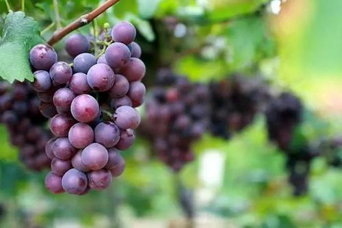 ������ʩ���ӷʵ�����ô����(y��ng)ԓ��ôʩ��