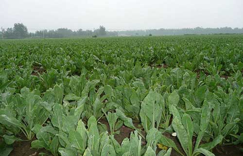 ���{��ԓ���ӷNֲ�����{�������g�������g(sh��)��