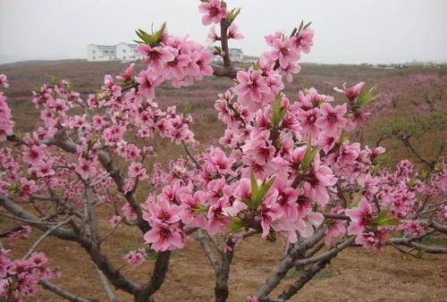 �Ҙ䴺��ʩ����Ҫע��ʲô��ӛס�@���c��