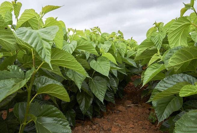 �Nֲɣ��(sh��)��(y��ng)ԓ���ʩ�ʣ���Ҫע��ʲô��