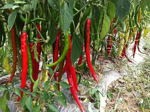 �Nֲ��������ԓ���ʩ�ʣ���Ҫע��ʲô��