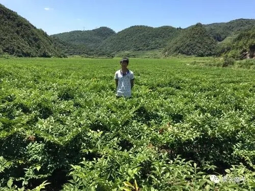 �Nֲħ��ԓʩʲô�������g��ι�����