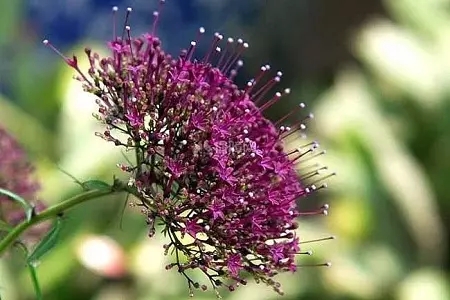 Ϧ�F����ԓ��ηNֲ�����ȥ�o��ʩ�ʣ�