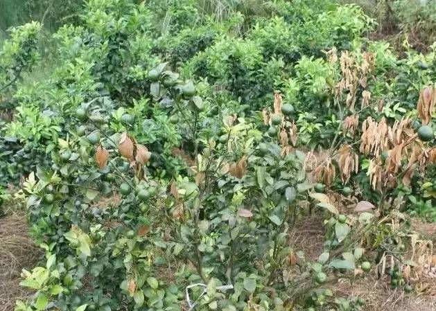 ���ٷʺ��İY������Щ���l(f��)��ԭ����ʲô��