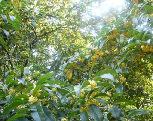 �𻨻����ܲ���ʩ�ʣ�ʩ�ʑ�ԓע��ʲô��