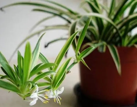 �Nֲ���@��(y��ng)ԓ���ʩ�ʣ���Ҫע��ʲô��