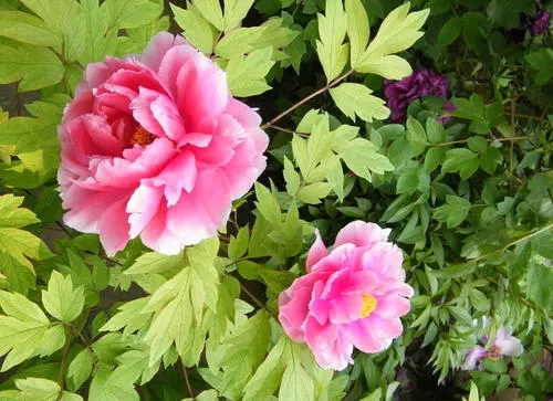 ĵ����ηNֲ��Ҫע����Щ���棿