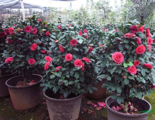 �����ЙC(j��)�軨��(y��ng)ԓ���ʩ������Ҫע��ʲô��