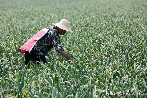 ������Ҫʲô�ӵķNֲ�l�������ʩ�ʣ�