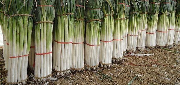 ���[ԓ��ηNֲ�����[������߮a(ch��n)����