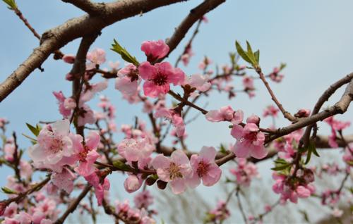 ����������������軨������������䴺������Ҫ�c(di��n)��