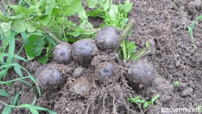 �������Nֲ��Ҫʲô�l����ԓע����Щ���}��